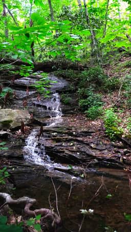 Fiddle Creek